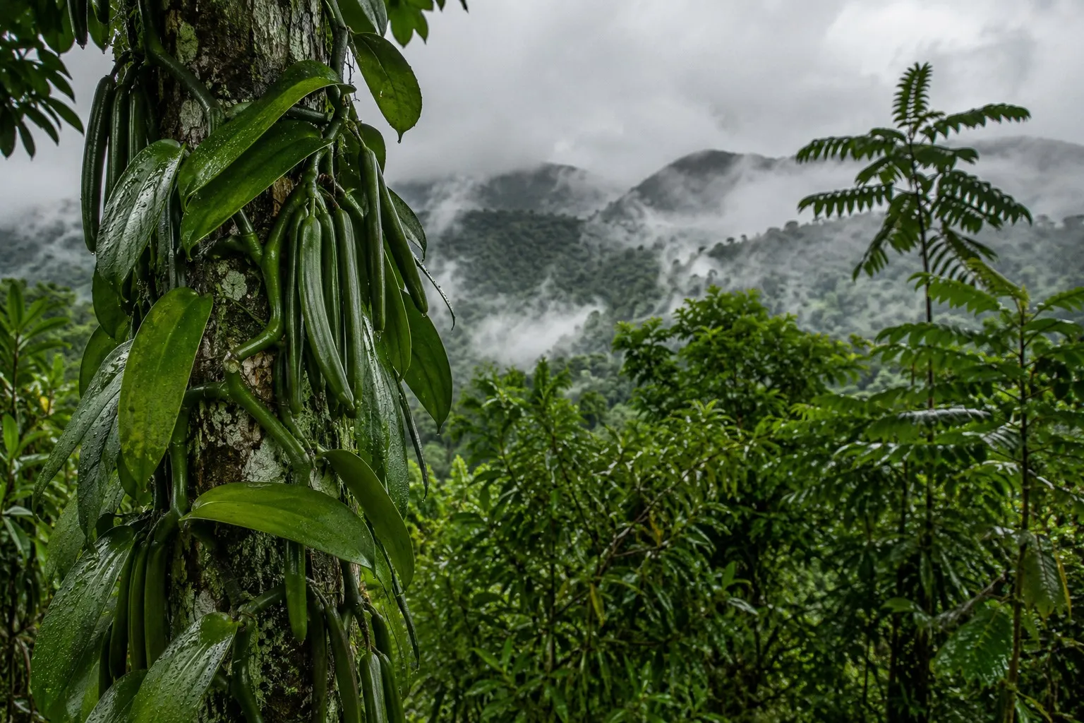 Vanilla vine with clusters of green pods climbing a rain-wet tree trunk, mist rolling over forested hills in the distance